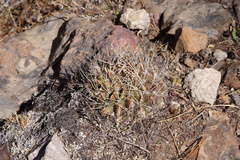 Echinopsis obrepanda