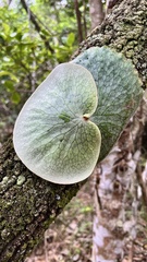 Platycerium superbum