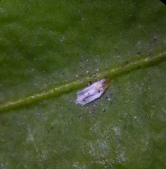 Unaspis euonymi