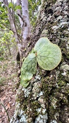 Platycerium superbum