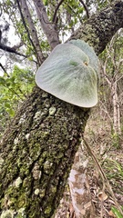 Platycerium superbum