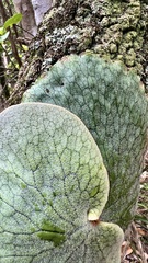 Platycerium superbum