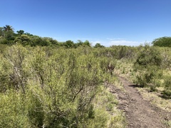 Acanthostyles buniifolius
