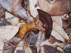 Chroogomphus vinicolor