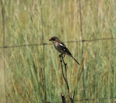 Lanius collaris collaris