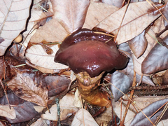 Chroogomphus vinicolor