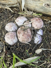 Phallus hadriani