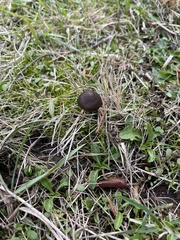 Macrocystidia cucumis