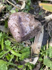 Phallus hadriani