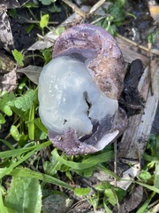 Phallus hadriani
