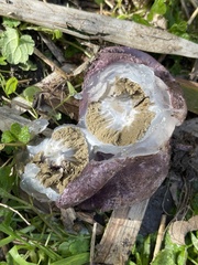 Phallus hadriani