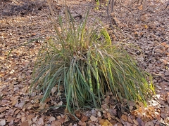 Miscanthus sinensis