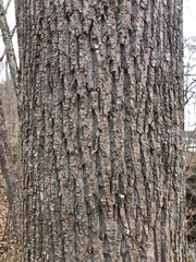 Liriodendron tulipifera