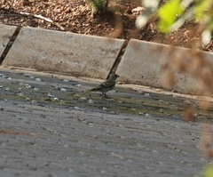 Crithagra flaviventris