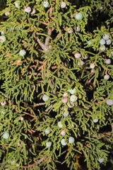 Juniperus durangensis