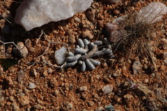 Anacampseros albissima