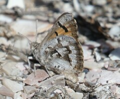 Thestor dicksoni malagas