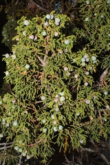 Juniperus durangensis