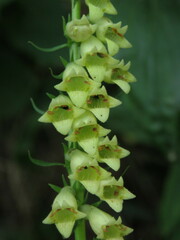 Digitalis lutea