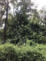 Magnolia