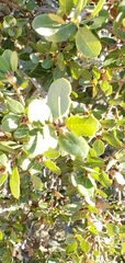 Quercus pacifica