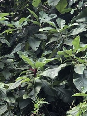 Magnolia
