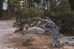 Juniperus durangensis