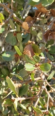 Quercus pacifica