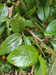Ficus pumila