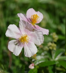 Helianthemum
