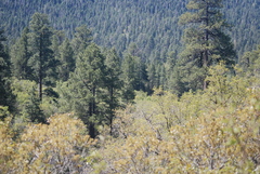 Ponderosa pine (Pinus brachyptera)