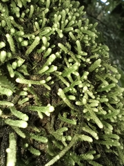 Claopodium rostratum