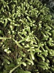 Claopodium rostratum