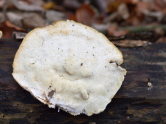 Spongipellis spumeus