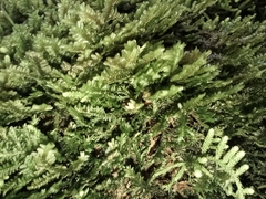 Claopodium rostratum