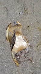 Beringraja binoculata