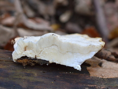 Spongipellis spumeus