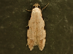 Endophthora omogramma