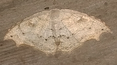 Coelurotricha curvilinea