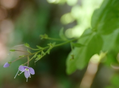 Veronica urticifolia