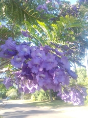 Jacaranda mimosifolia