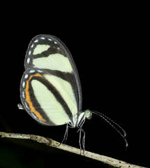 Moschoneura pinthous