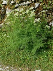 Laserpitium gallicum