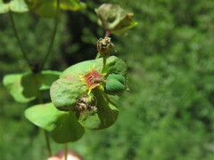 Euphorbia amygdaloides