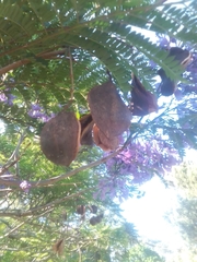Jacaranda mimosifolia