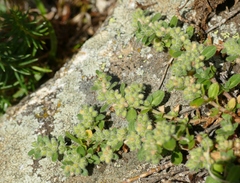 Herniaria hirsuta