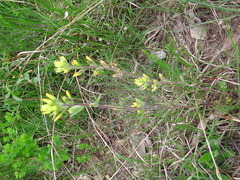 Castilleja kraliana