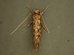 Lindera tessellatella