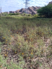 Prosopis strombulifera