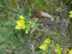 Castilleja kraliana